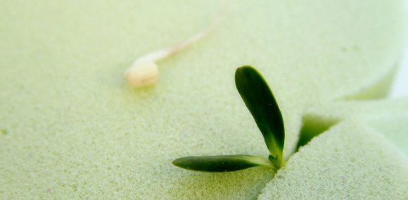 Подушка Wings S